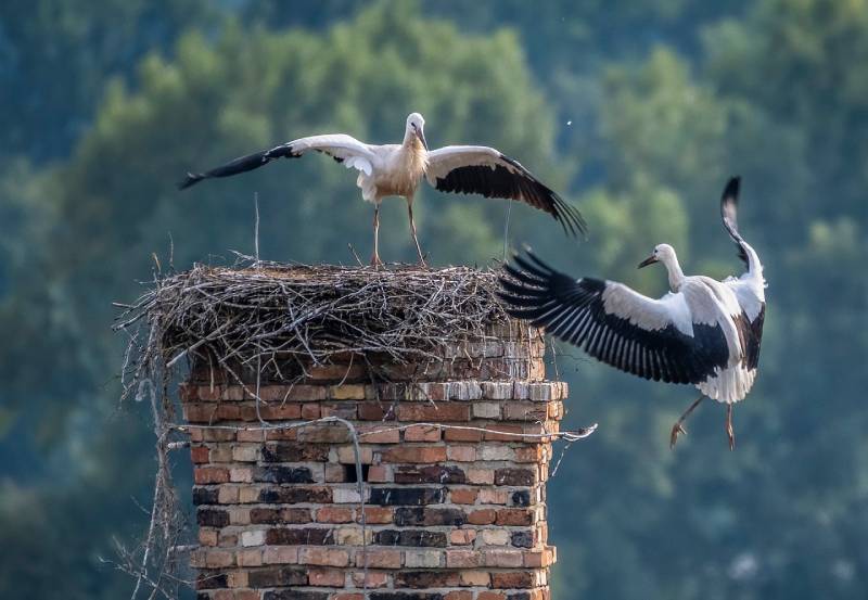 Professional Chimney Animal Removal Services in Maybee, Michigan