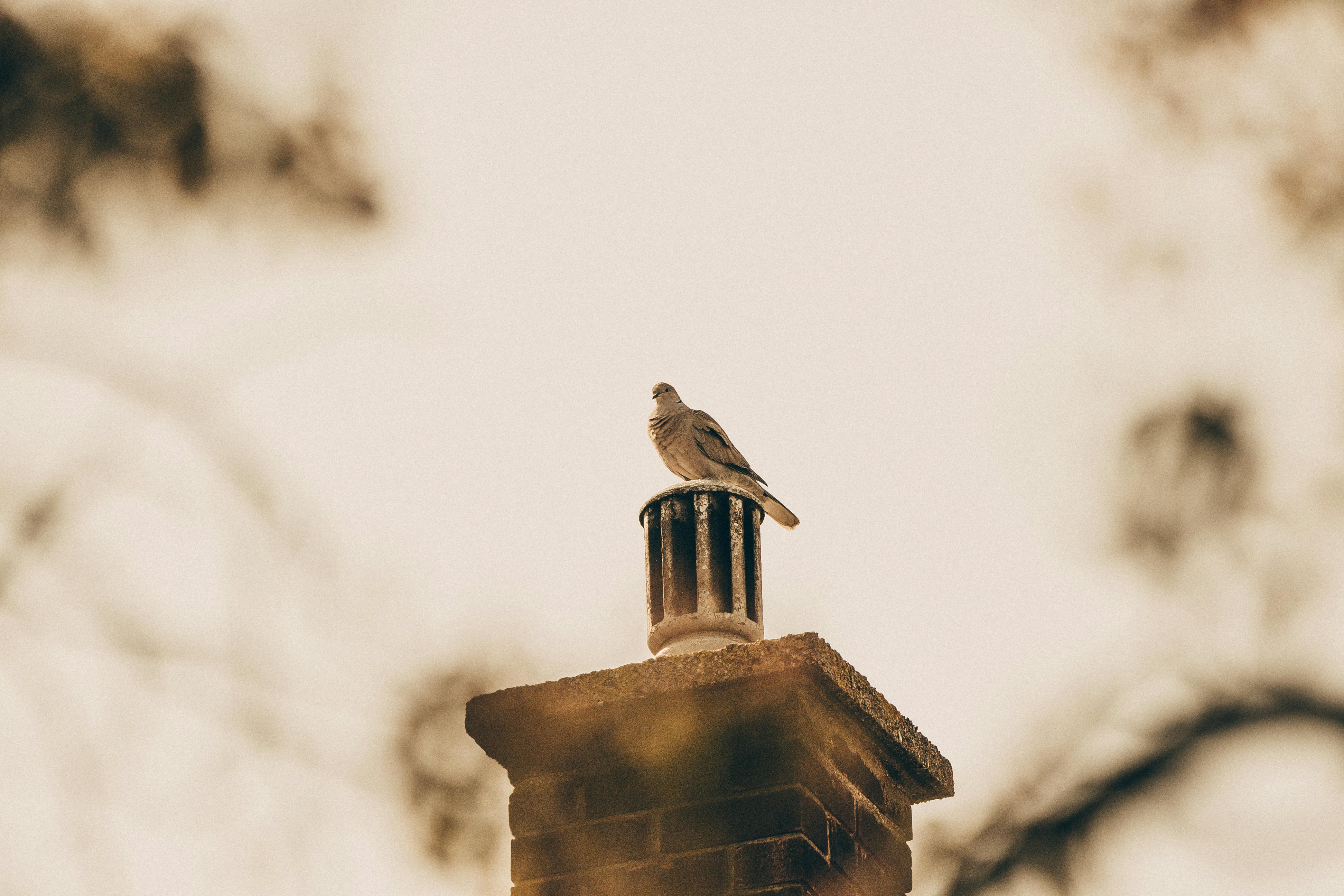 Professional Chimney Cap and Damper In Maybee Michigan